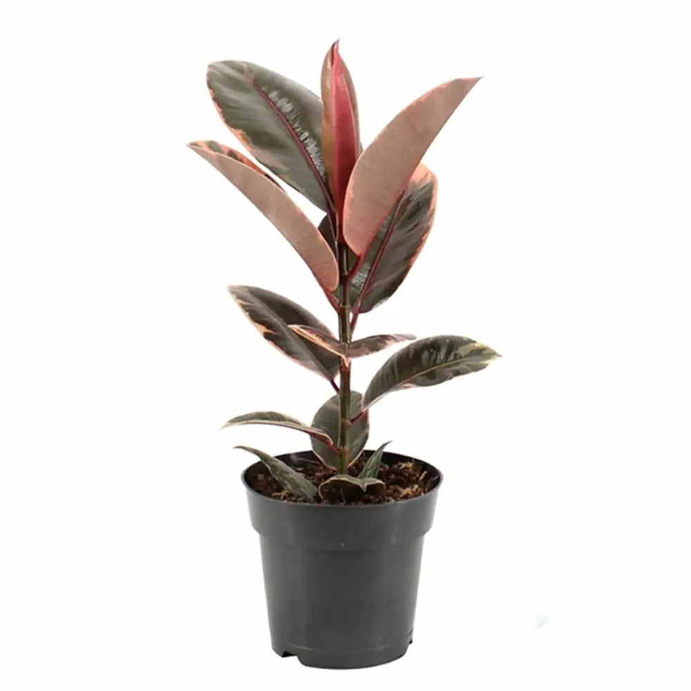 Arbore de Cauciuc, Ficus elastica Belize, 50-55 cm, planta de apartament cu frunze roz verzi si crem