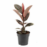 Arbore de Cauciuc, Ficus elastica Belize, 50-55 cm, planta de apartament cu frunze roz verzi si crem