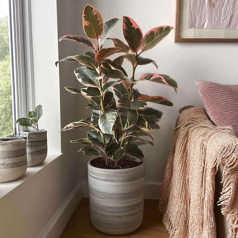Arbore de Cauciuc, Ficus elastica Belize, 50-55 cm, planta de apartament cu frunze roz verzi si crem