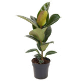 Arbore de Cauciuc (Ficus Robusta), 40 cm, planta de interior cu frunze mari ovale, lucioase, usor de intretinut, purificatoare de aer