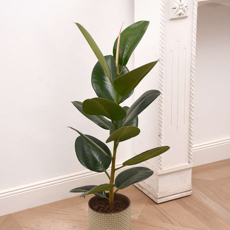 Arbore de Cauciuc (Ficus Robusta), 40 cm, planta de interior cu frunze mari ovale, lucioase, usor de intretinut, purificatoare de aer