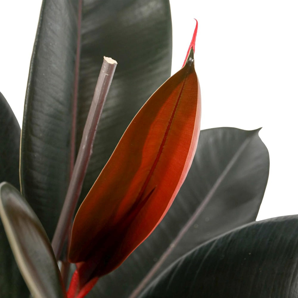 Arbore de Cauciuc (Ficus Robusta), 40 cm, planta de interior cu frunze mari ovale, lucioase, usor de intretinut, purificatoare de aer