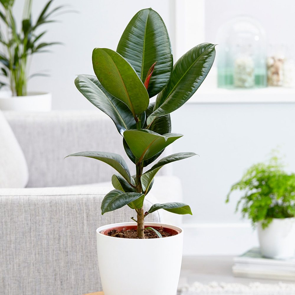 Arbore de Cauciuc (Ficus Robusta), 40 cm, planta de interior cu frunze mari ovale, lucioase, usor de intretinut, purificatoare de aer