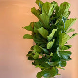 Ficus Lyrata Bambino, 35 cm, planta de apartament decorativa cu frunze de Vioara