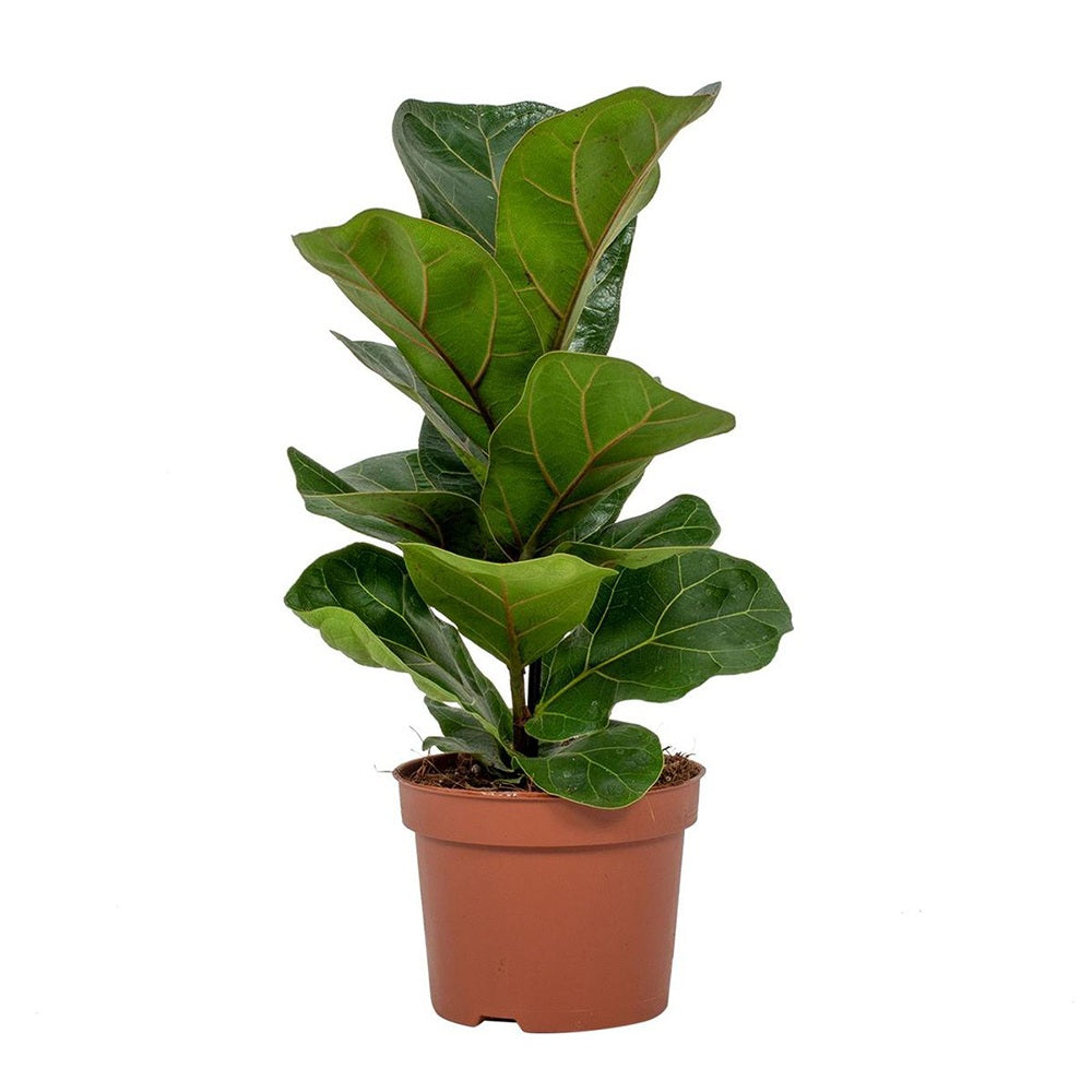 Ficus Lyrata Bambino, 35 cm, planta de apartament decorativa cu frunze de Vioara