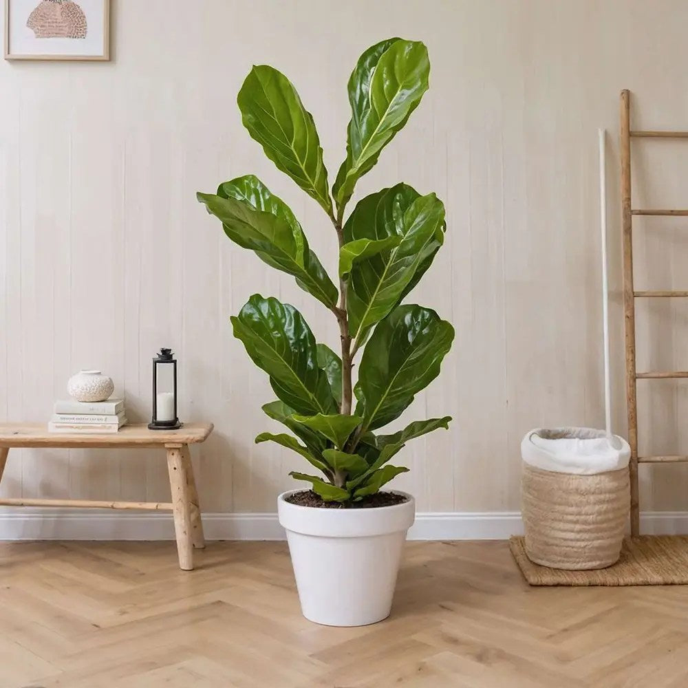 Ficus Lyrata Bambino, 35 cm, planta de apartament decorativa cu frunze de Vioara