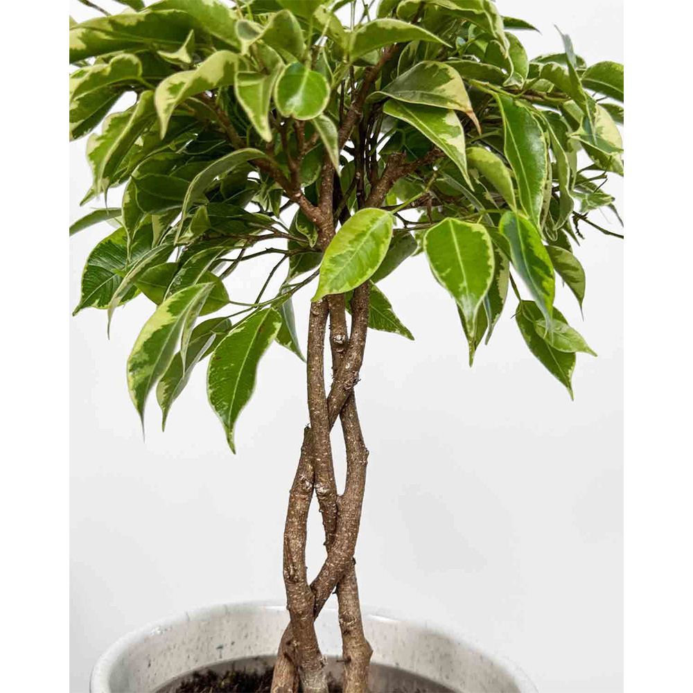 Ficus Bonsai Bushy King, cu tulpina impletita, planta de interior decorativa - 35 cm