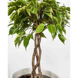 Ficus Bonsai Bushy King, cu tulpina impletita, planta de interior decorativa - 35 cm