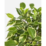 Ficus Bonsai Bushy King, cu tulpina impletita, planta de interior decorativa - 35 cm