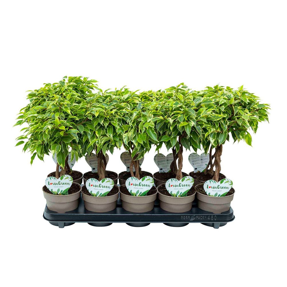 Ficus Bonsai Bushy King, cu tulpina impletita, planta de interior decorativa - 35 cm