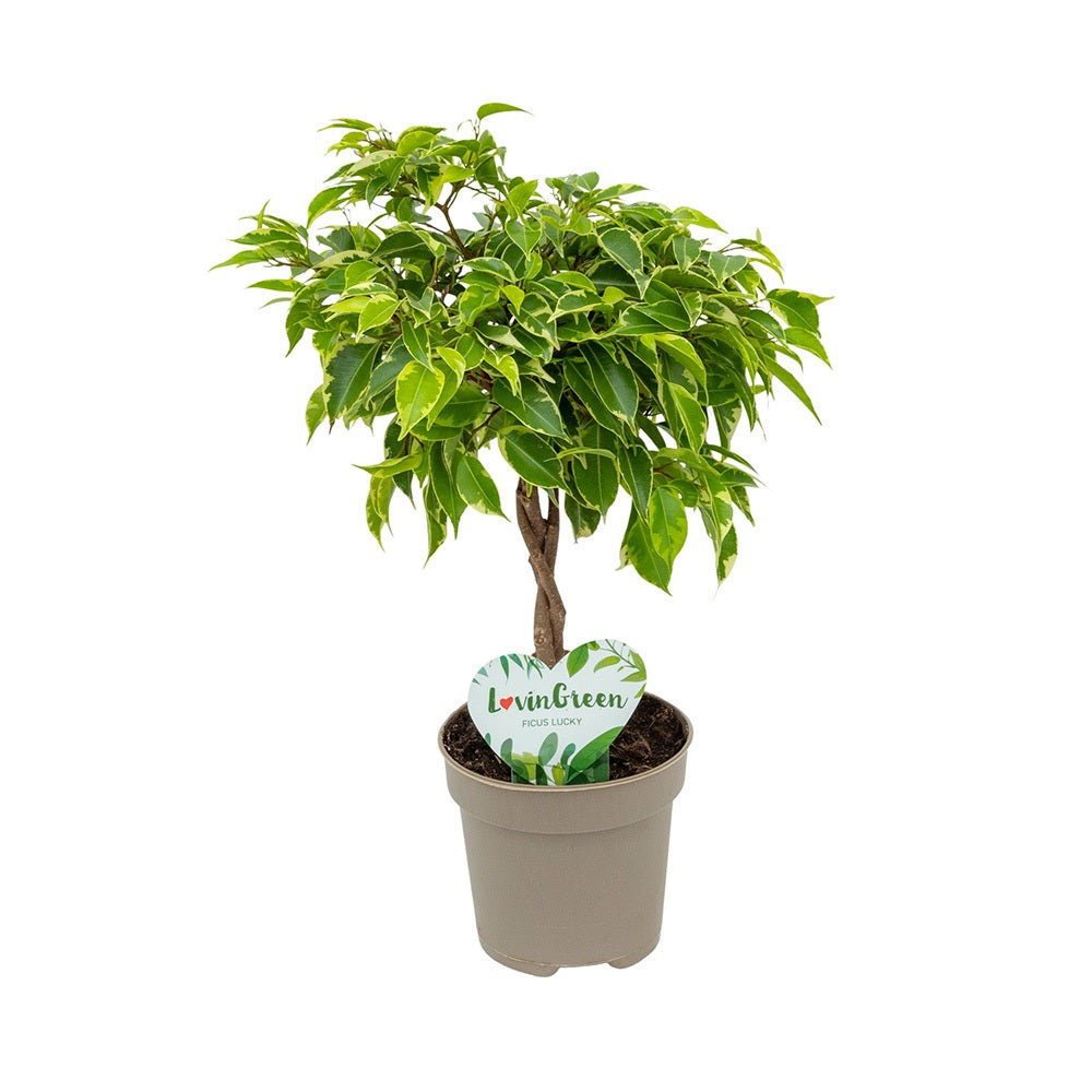 Ficus Bonsai Bushy King, cu tulpina impletita, planta de interior decorativa - 35 cm