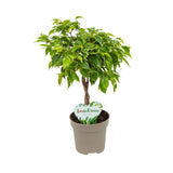 Ficus Bonsai Bushy King, cu tulpina impletita, planta de interior decorativa - 35 cm