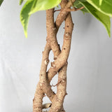 Ficus Bonsai Bushy King, cu tulpina impletita, planta de interior decorativa - 35 cm