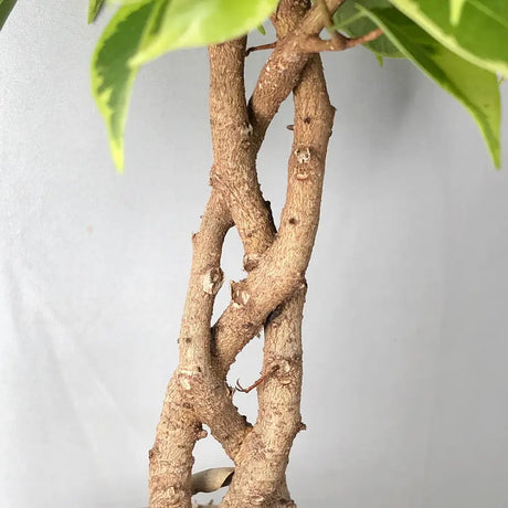 Ficus Bonsai Bushy King, cu tulpina impletita, planta de interior decorativa - 35 cm