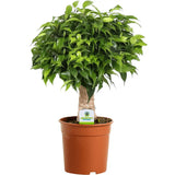 Ficus Bonsai Benjamina Natasja - 35 cm