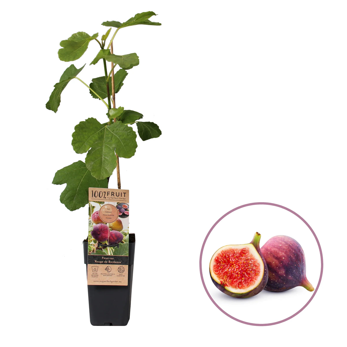 Smochin Tufa (Ficus Carica) Rouge de Bordeaux, an 2 pe rod, coaja violeta, pulpa rosu intens, rezistent la ger
