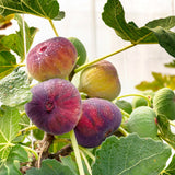 Smochin Tufa (Ficus Carica) Rouge de Bordeaux, an 2 pe rod, coaja violeta, pulpa rosu intens, rezistent la ger