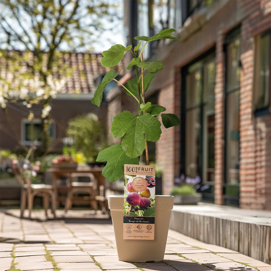 Smochin Tufa (Ficus Carica) Rouge de Bordeaux, an 2 pe rod, coaja violeta, pulpa rosu intens, rezistent la ger