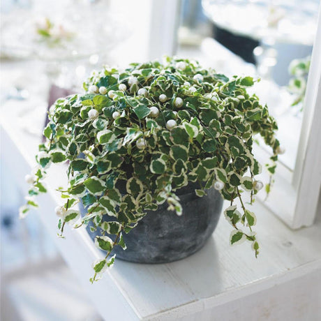 Ficus pumila Sunny, ficus, planta cataratoare variegata, ficus curgator interior, planta decorativa cu frunze verde crem, planta suspendata interior- 30-35 cm