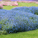 Floare de Nu-Ma-Uita Myosotis Laura Deep blue, flori albastre de primavara, semiumbra, borduri, ghivece, plante melifere pentru gradina