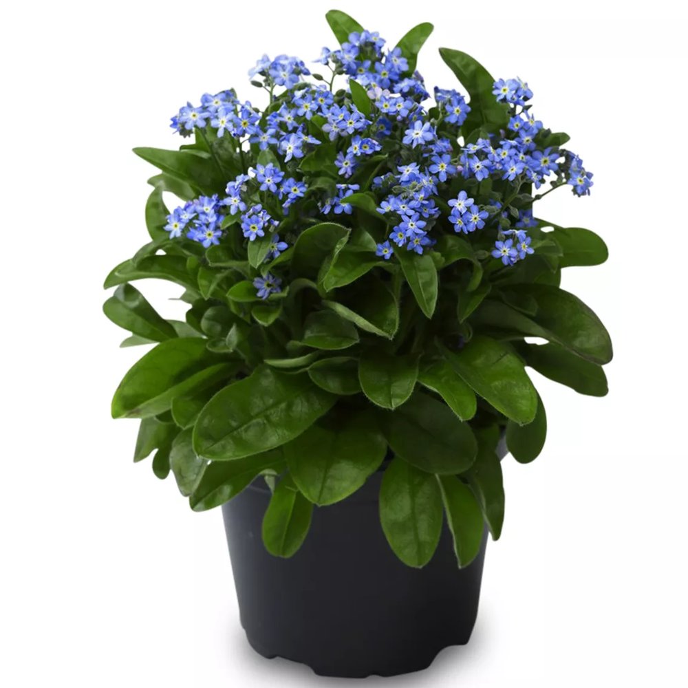 Floare de Nu-Ma-Uita Myosotis Laura Deep blue, flori albastre de primavara, semiumbra, borduri, ghivece, plante melifere pentru gradina