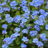 Floare de Nu-Ma-Uita Myosotis Laura Deep blue, flori albastre de primavara, semiumbra, borduri, ghivece, plante melifere pentru gradina