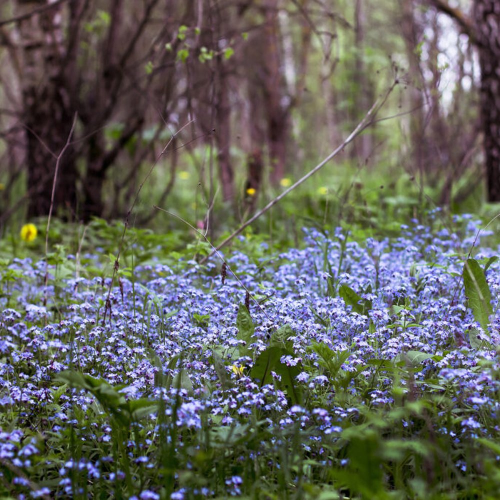 Floare de Nu-Ma-Uita Myosotis Laura Deep blue, flori albastre de primavara, semiumbra, borduri, ghivece, plante melifere pentru gradina