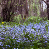 Floare de Nu-Ma-Uita Myosotis Laura Deep blue, flori albastre de primavara, semiumbra, borduri, ghivece, plante melifere pentru gradina