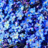Floare de Nu-Ma-Uita Myosotis Laura Deep blue, flori albastre de primavara, semiumbra, borduri, ghivece, plante melifere pentru gradina