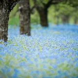 Floare de Nu-Ma-Uita Myosotis Laura Deep blue, flori albastre de primavara, semiumbra, borduri, ghivece, plante melifere pentru gradina