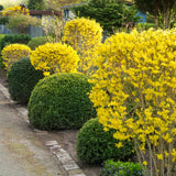 Ploaie de Aur (Forsythia Spectabilis), arbust ornamental cu flori galbene primavara, crestere rapida