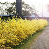 Ploaie de Aur (Forsythia Spectabilis), arbust ornamental cu flori galbene primavara, crestere rapida