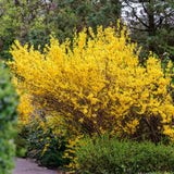 Ploaie de Aur (Forsythia Spectabilis), arbust ornamental cu flori galbene primavara, crestere rapida