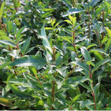 Ploaie de Aur (Forsythia Spectabilis), arbust ornamental cu flori galbene primavara, crestere rapida