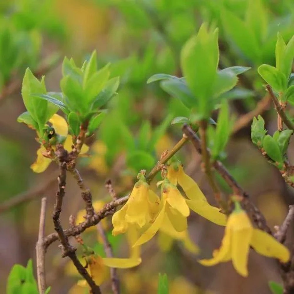 Ploaie de Aur (Forsythia Spectabilis), arbust ornamental cu flori galbene primavara, crestere rapida