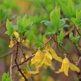 Ploaie de Aur (Forsythia Spectabilis), arbust ornamental cu flori galbene primavara, crestere rapida