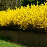 Ploaie de Aur (Forsythia Spectabilis), arbust ornamental cu flori galbene primavara, crestere rapida