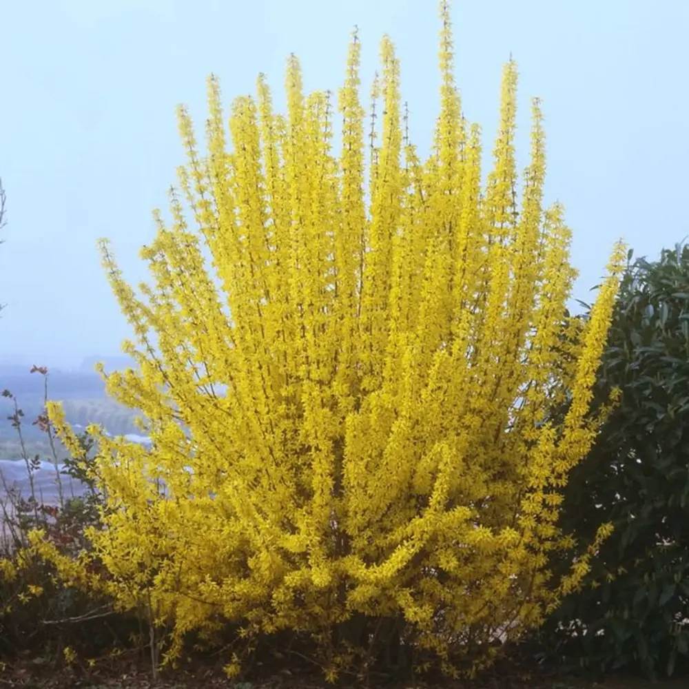 Ploaie de Aur (Forsythia Week-end), arbust ornamental cu flori galbene primavara, crestere rapida