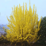 Ploaie de Aur (Forsythia Week-end), arbust ornamental cu flori galbene primavara, crestere rapida