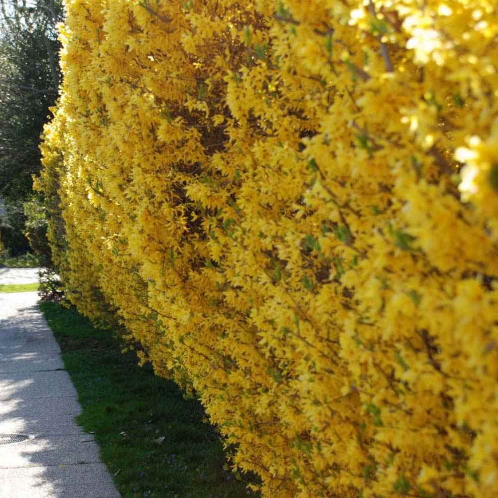 Ploaie de Aur (Forsythia Week-end), arbust ornamental cu flori galbene primavara, crestere rapida
