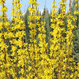 Ploaie de Aur (Forsythia Week-end), arbust ornamental cu flori galbene primavara, crestere rapida