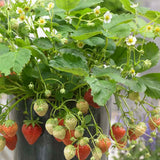 Capsun Productiv Corona (Fragaria), capsuni dulci, productivi si usor de cultivat, an 1 pe rod