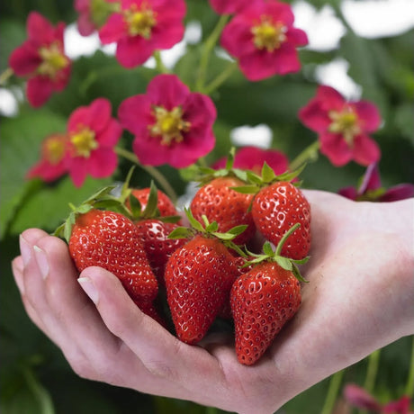 Capsuna Bio Fragaria Queeny, capsuni dulci aromate, productie bogata, organic/bio