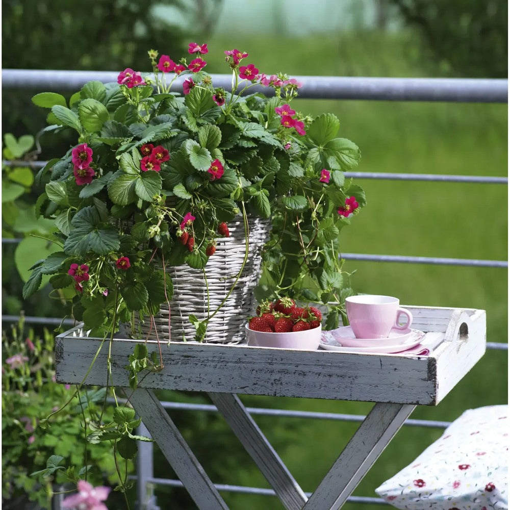 Capsuna Bio Fragaria Queeny, capsuni dulci aromate, productie bogata, organic/bio