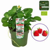 Capsuna Bio Fragaria Queeny, capsuni dulci aromate, productie bogata, organic/bio