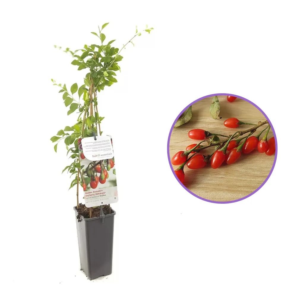 Fructifer Goji (Lycium Barbarum), cu fructe dulci-acrisor rosii, an 1 pe rod