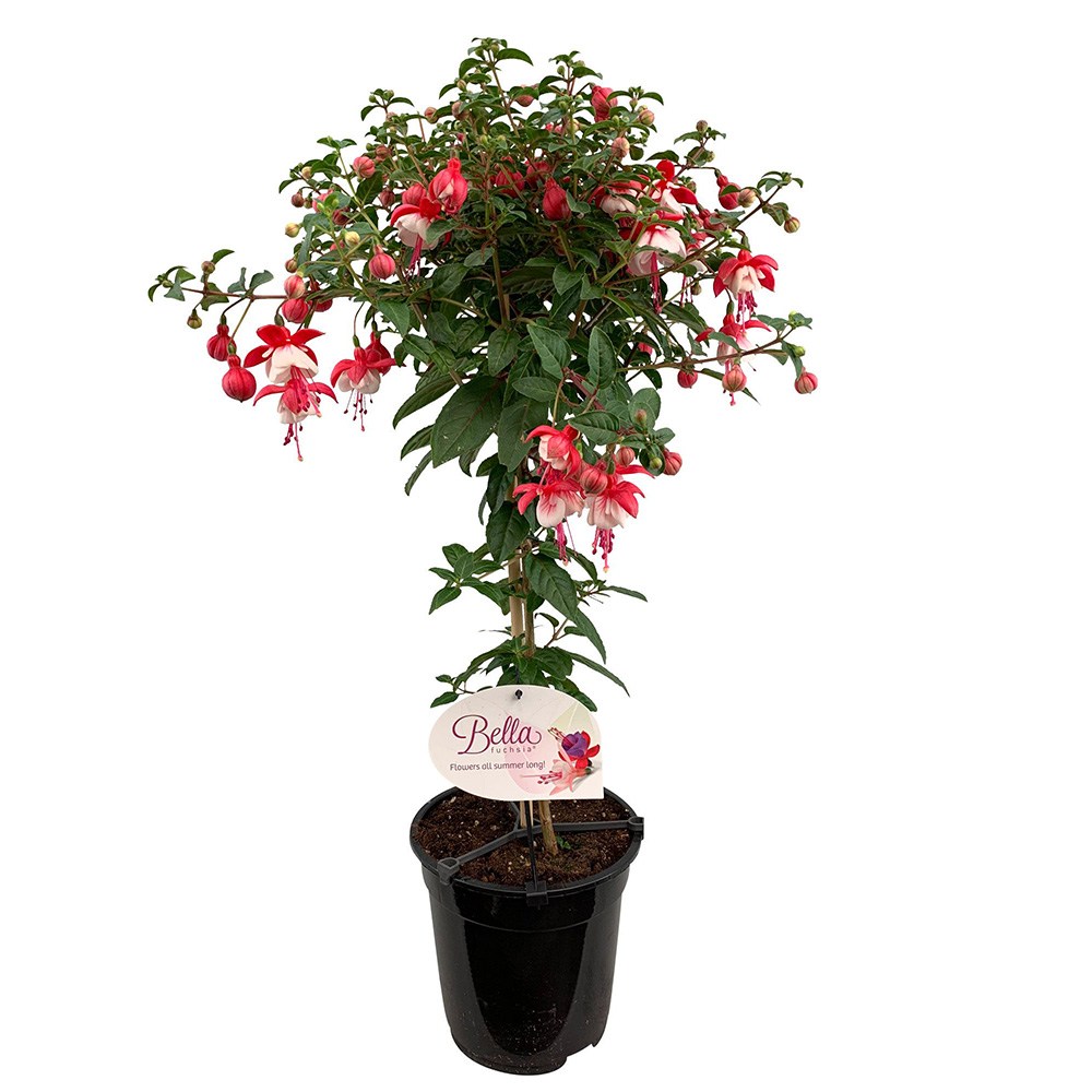 Copacel Cercelus (Fuchsia) Britney, cu flori duble spectaculoase rosu si alb, prefera semi-umbra