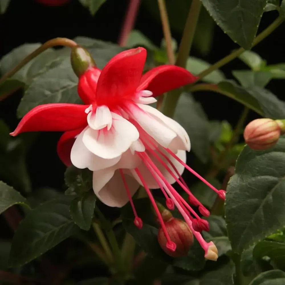 Copacel Cercelus (Fuchsia) Britney, cu flori duble spectaculoase rosu si alb, prefera semi-umbra