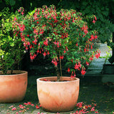 Copacel Cercelus (Fuchsia) Britney, cu flori duble spectaculoase rosu si alb, prefera semi-umbra