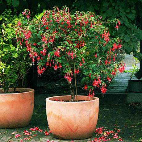 Copacel Cercelus (Fuchsia) Britney, cu flori duble spectaculoase rosu si alb, prefera semi-umbra